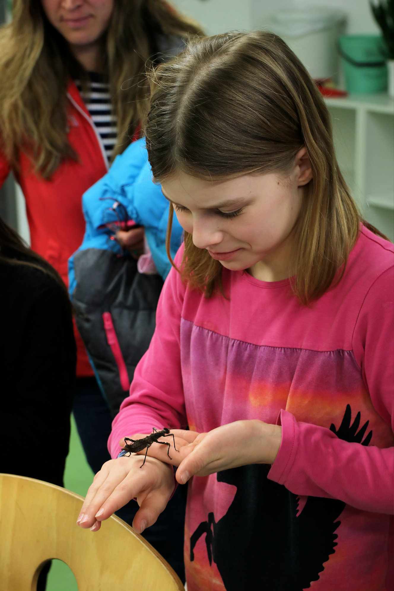 Gespenstschrecken - unsere Mitbewohner im Biologieraum